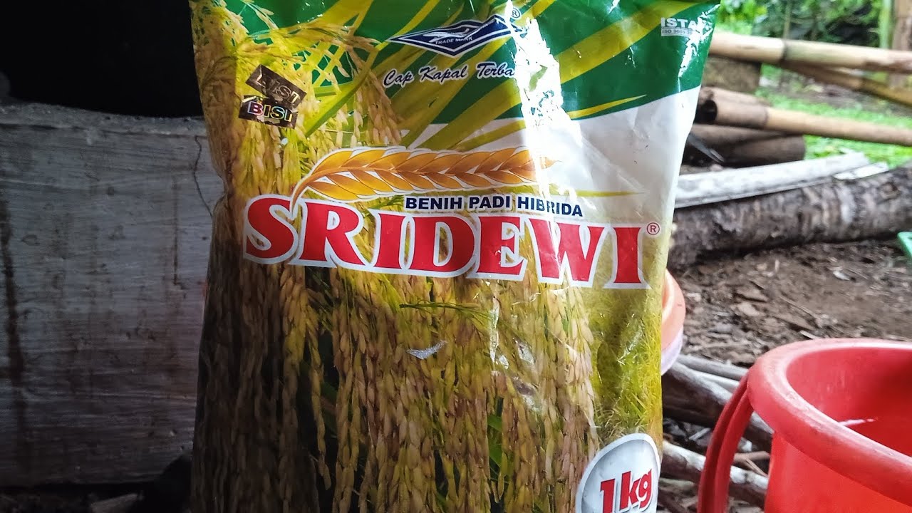 BENIH PADI HIBRIDA SRIDEWI DAN CARA MERENDAM AGAR CEPAT BERKECAMBAH