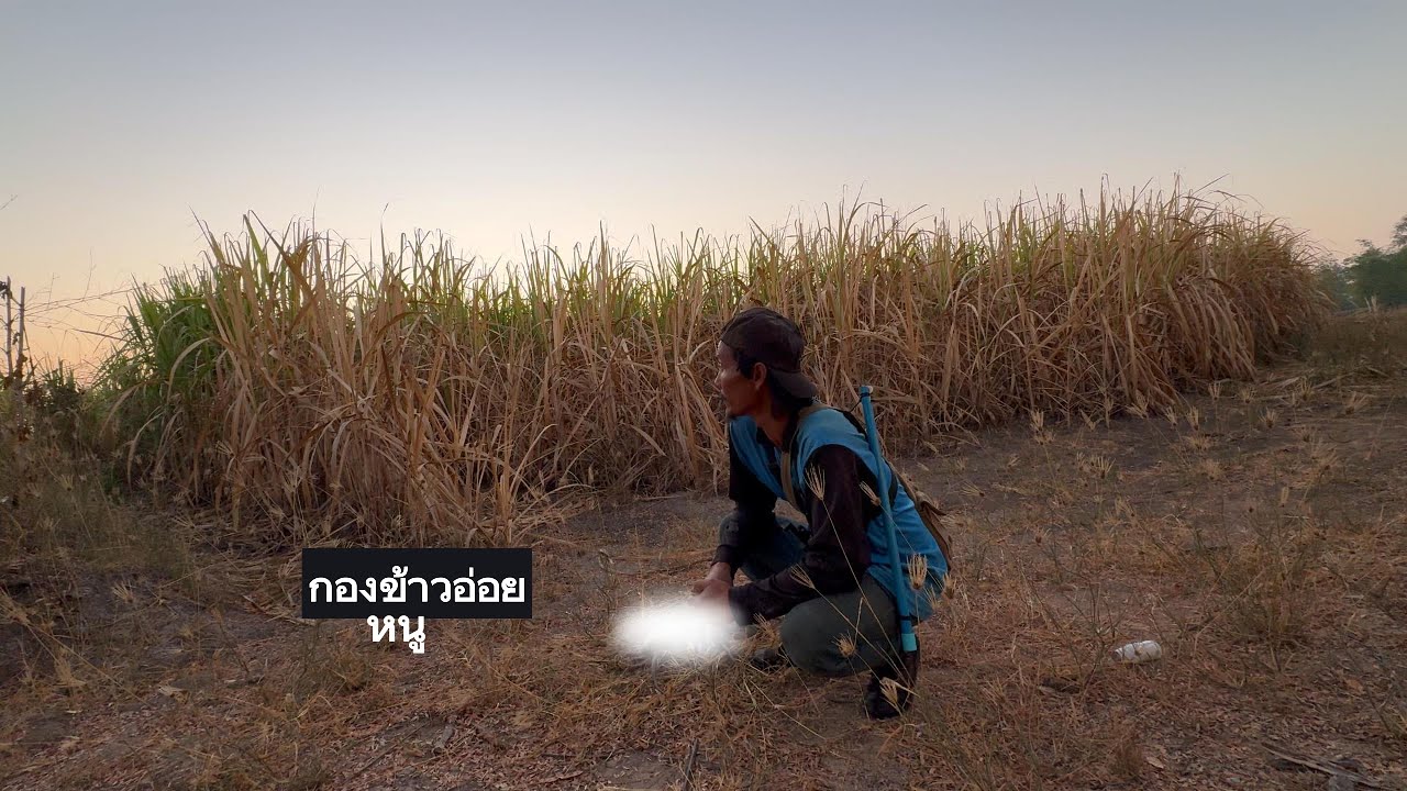 กองข้าวอ่อยในป่าอ้อยหมายใหม่ คือดี  |  พรานหมึก คนตีผึ้ง
