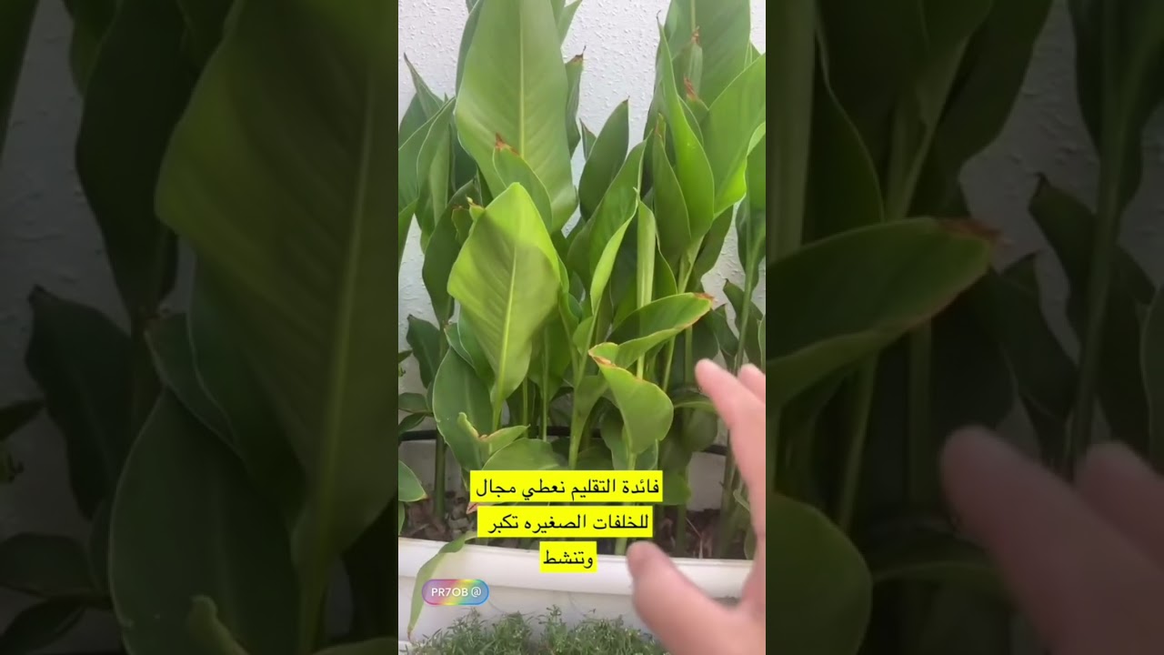 تقليم الكنه والعناية فيها