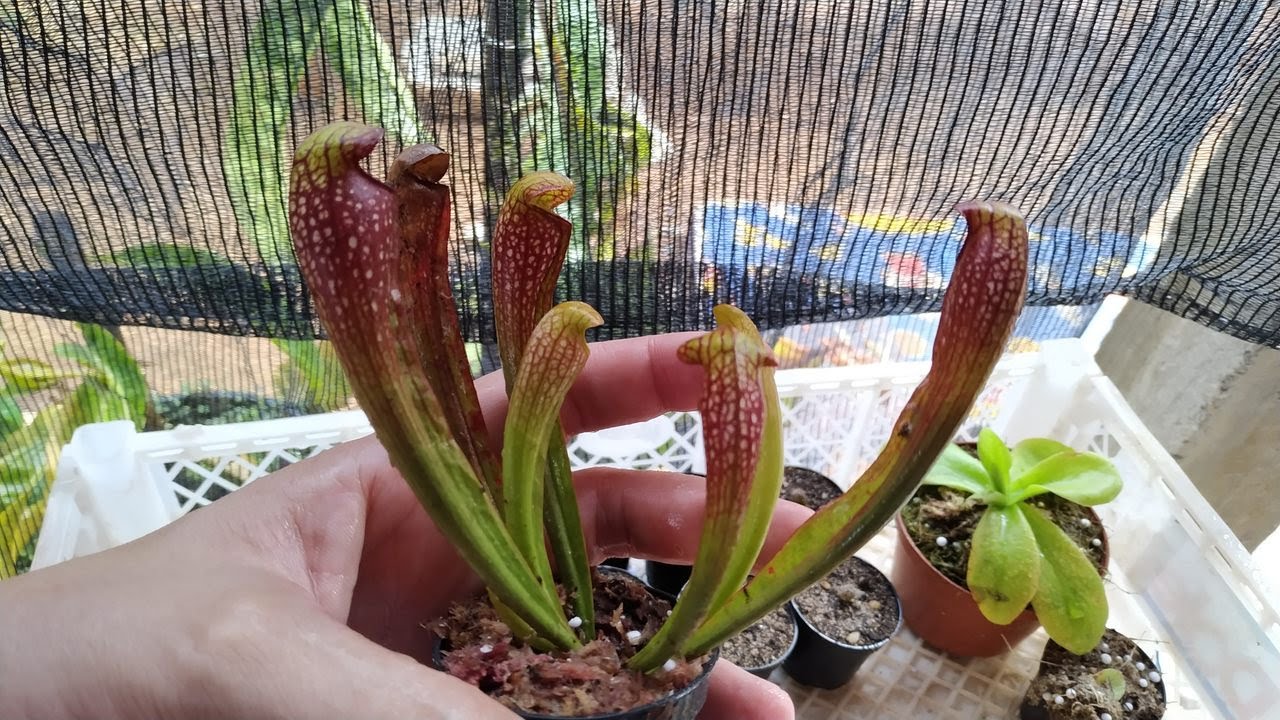 Sarracenia como Dividir
