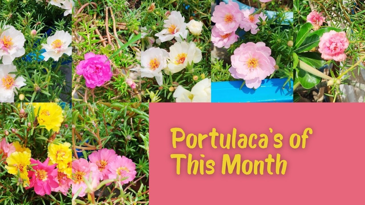 Portulaca's Of This June