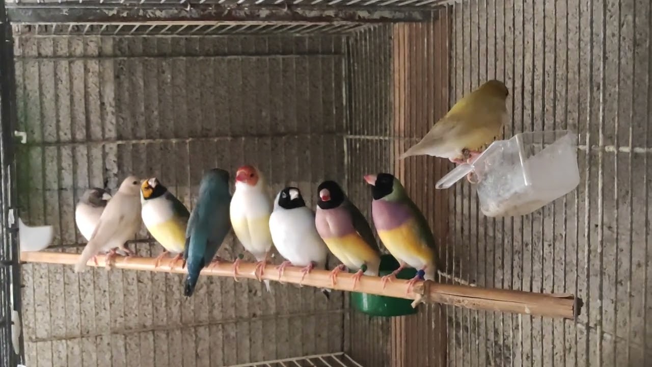 petit vidéo sur mes oiseaux exotiques