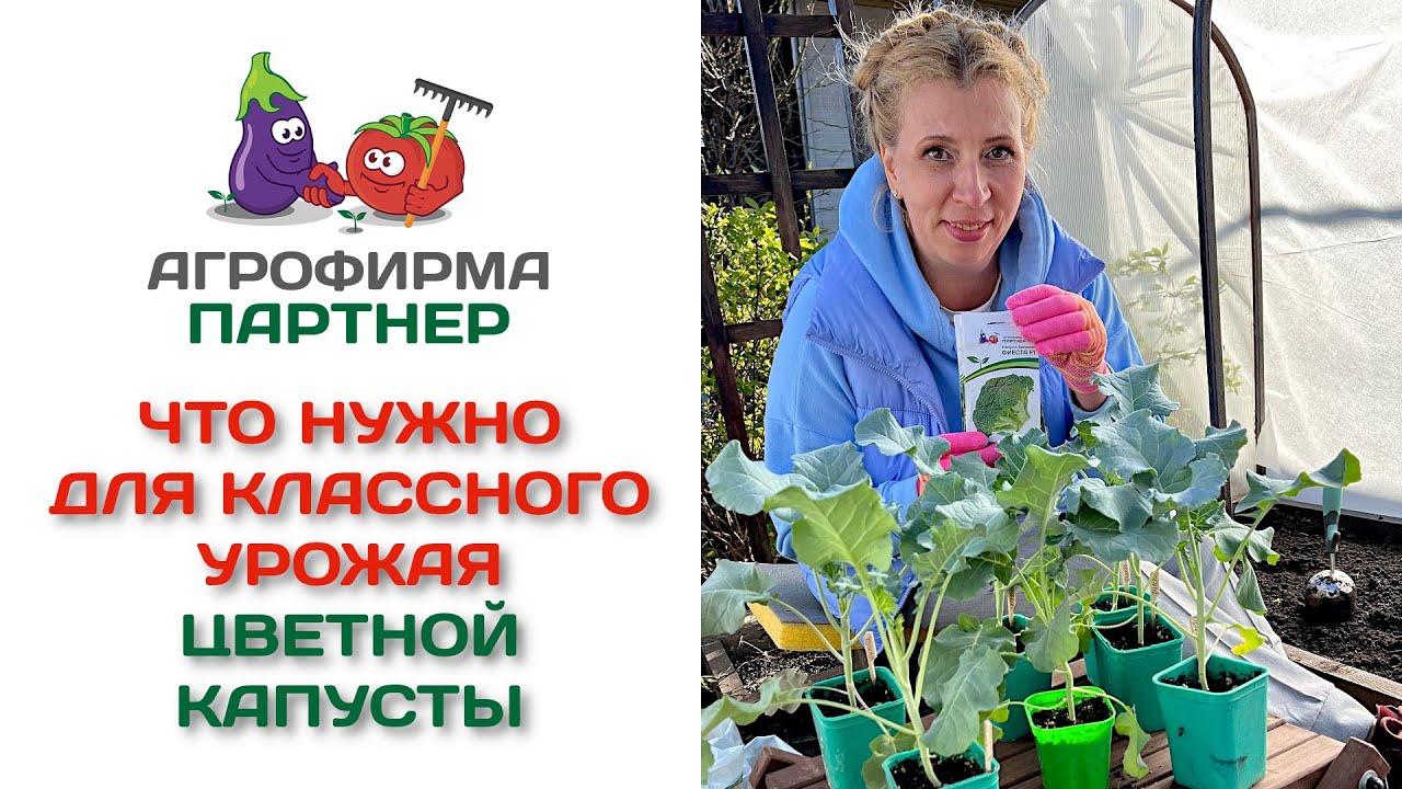Что нужно для классного урожая цветной капусты