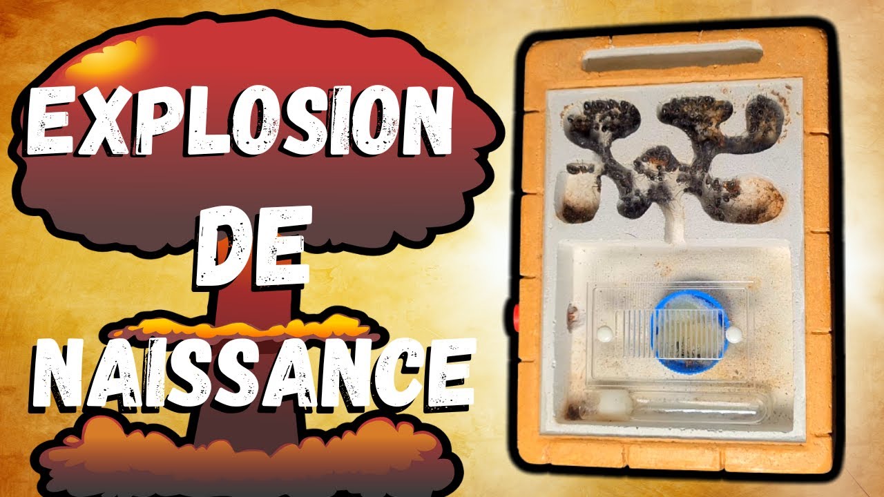 Explosion de naissance chez mes Camponotus mutilarius ( les fourmis poilue et odorante D'Asie)
