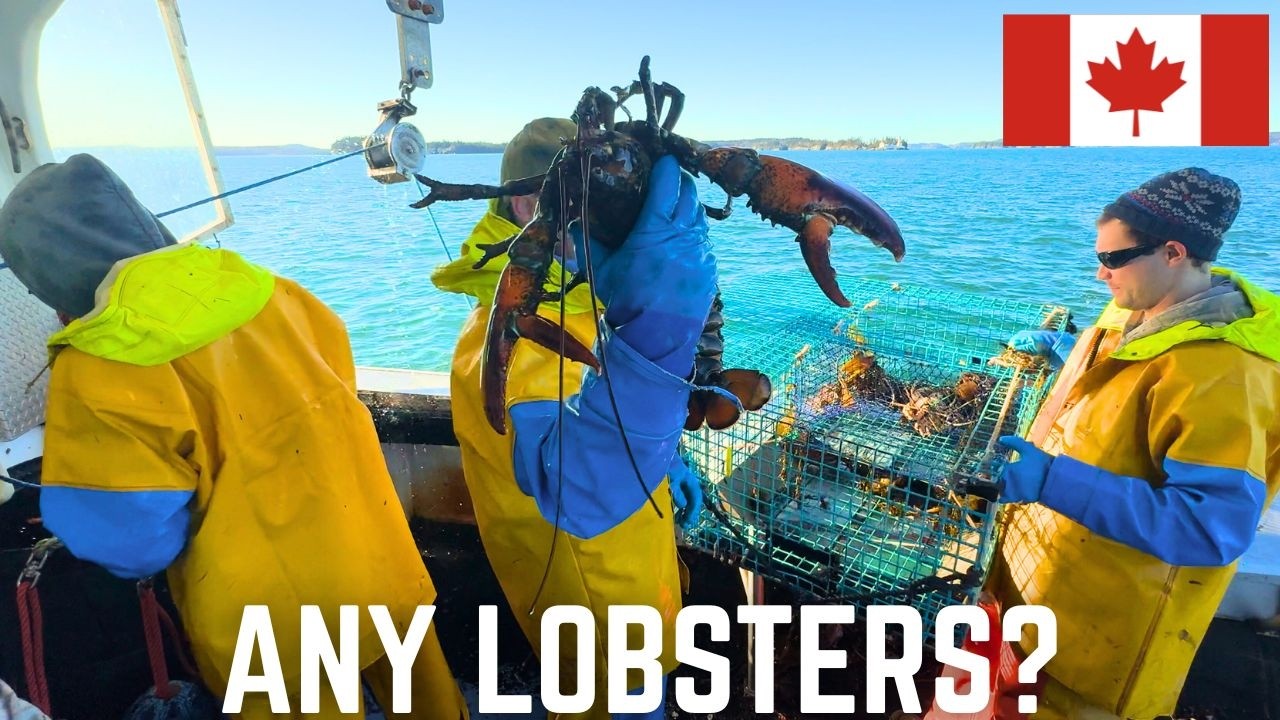 Commercial Lobster Fishing in Canada: A Day on the Bay of Fundy