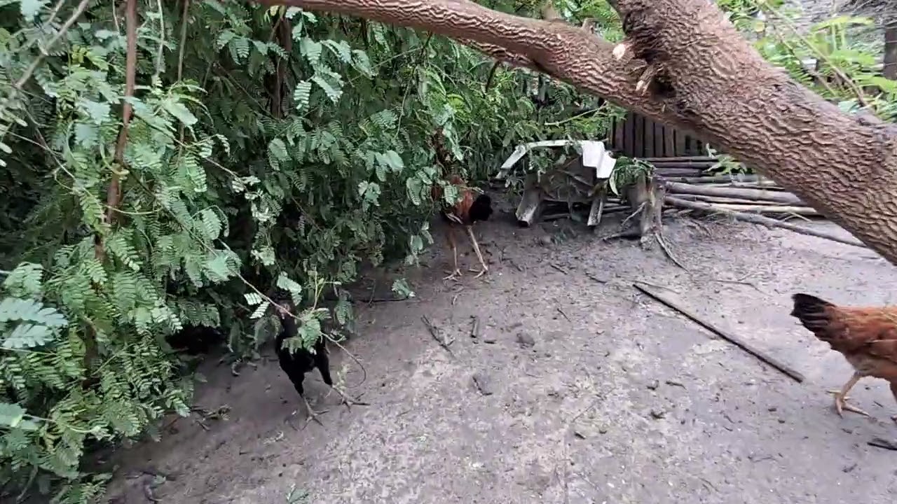 A queda da árvore tamarindo