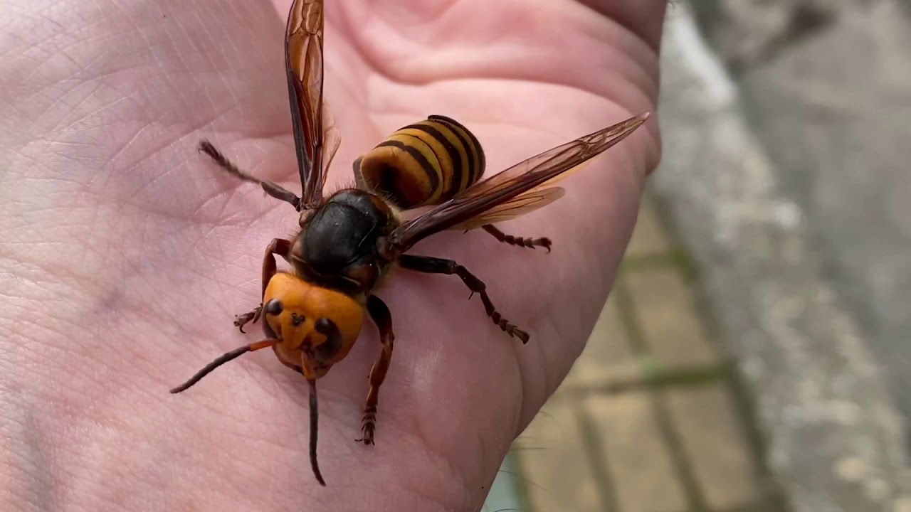 Giant Asian Hornet - Vespa mandarinia 장수말벌