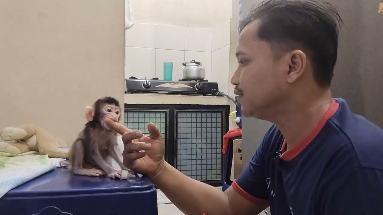 The baby monkey is angry because it can't wait to drink milk.