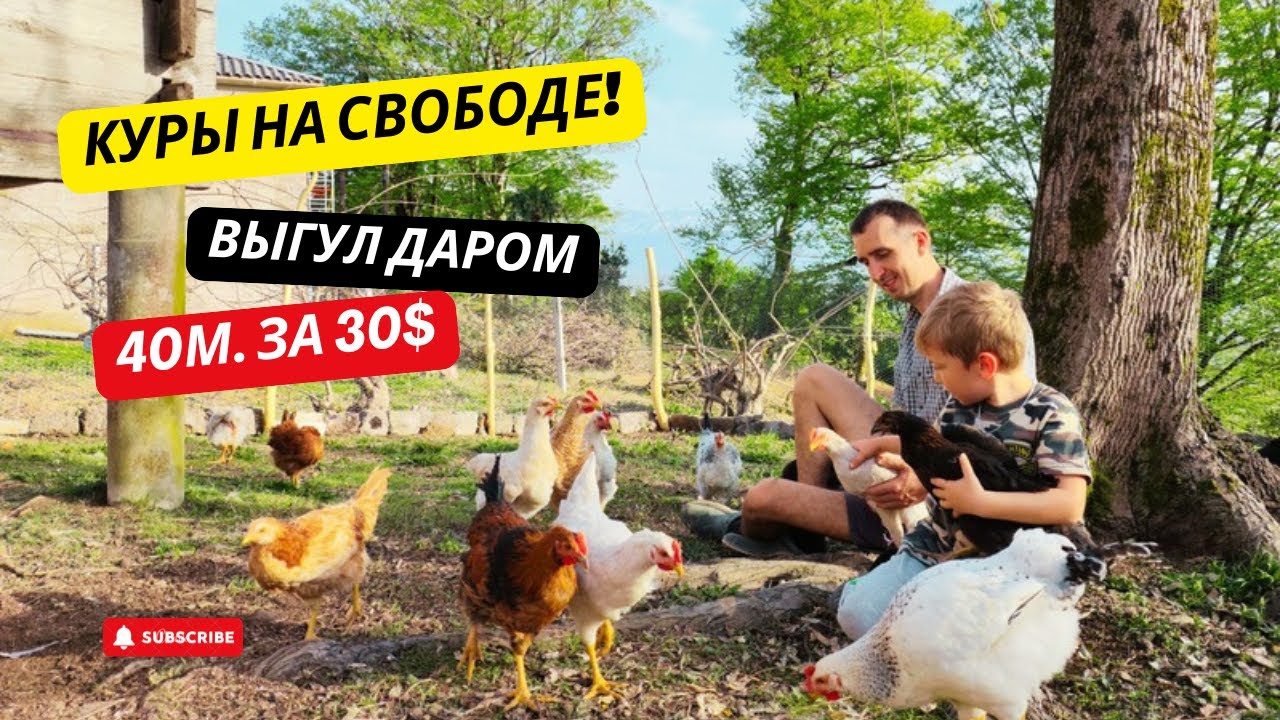#25 🐔 Куры на свободе! 40 метров выгула за 30$ 🏡