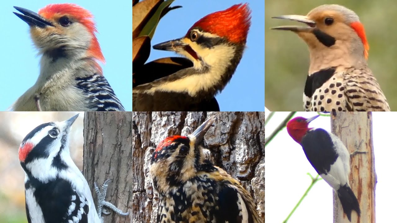 Woodpecker Call / Song / Sounds & Behavior | Bird