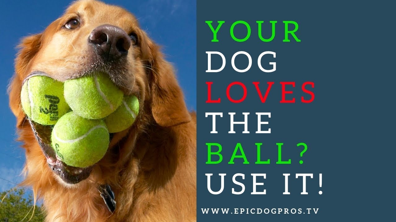 How To Use An E Collar & A Ball To Train A Crazy High Drive Dog Basic Obedience Step By Step