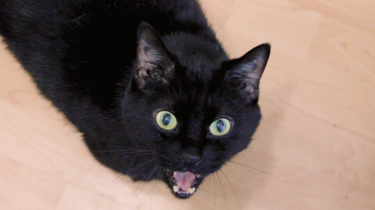 N2 the Talking Cat Season 1 - Full