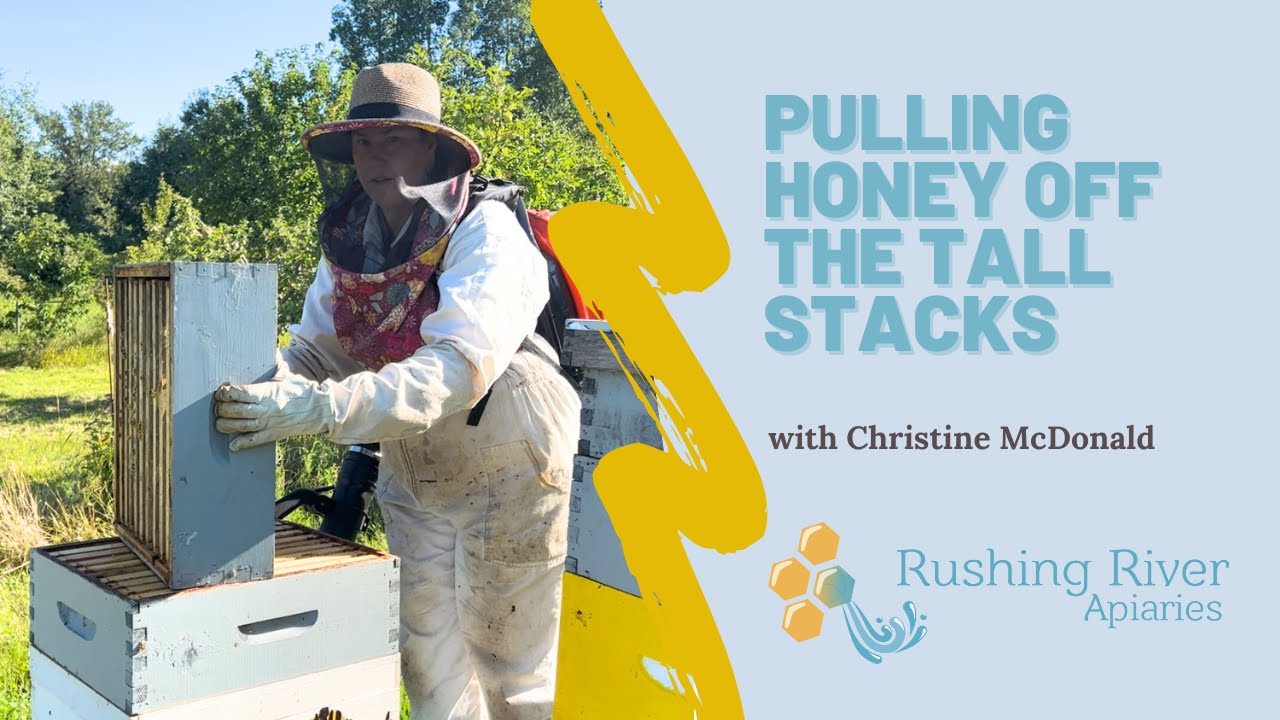Pulling honey from some tall hives