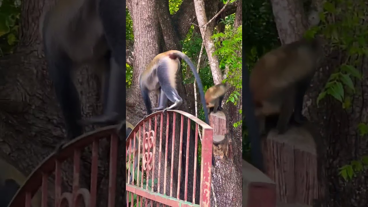 Monkeys at Gedi Ruins,Malindi Kenya