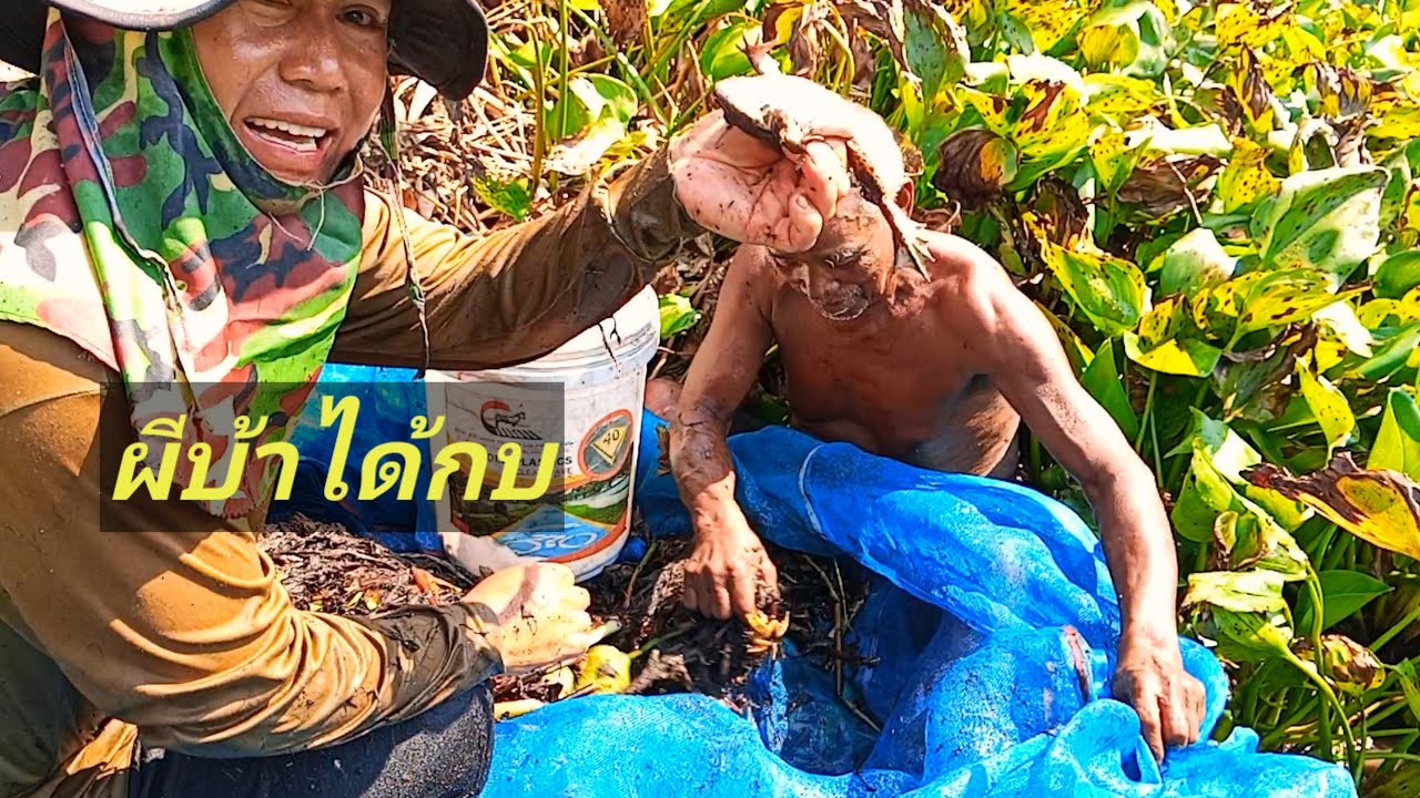 ep23ตึกแห กักดาง จอบบ้อน เอาผักตบหมายใต้สายไฟหมานๆ