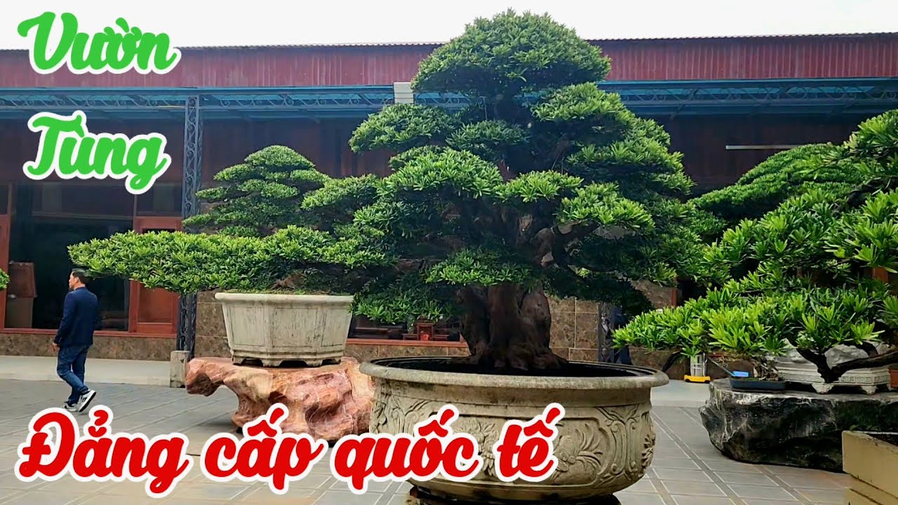 Mãn nhãn giàn Tùng La hán nhập ngoại của Đại gia Vũ Sang La Xuyên Ninh Bình 