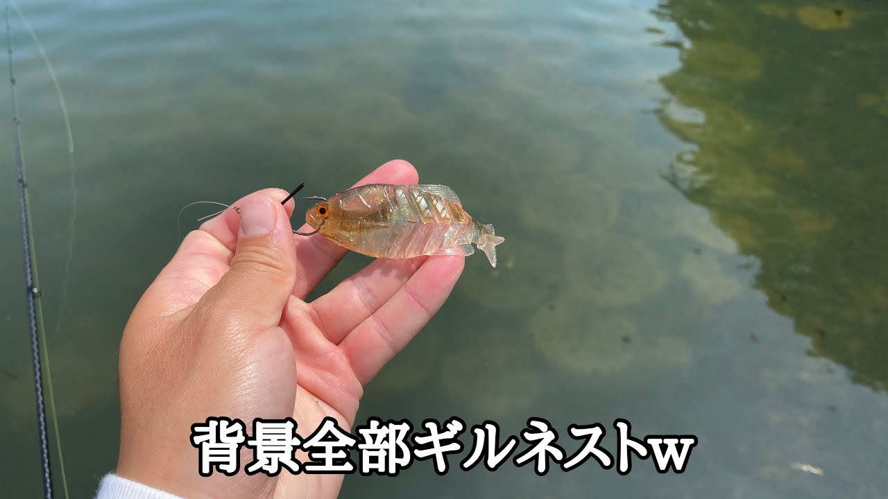池全体ギルまみれのヤバい池でギル系ワームは反則でした