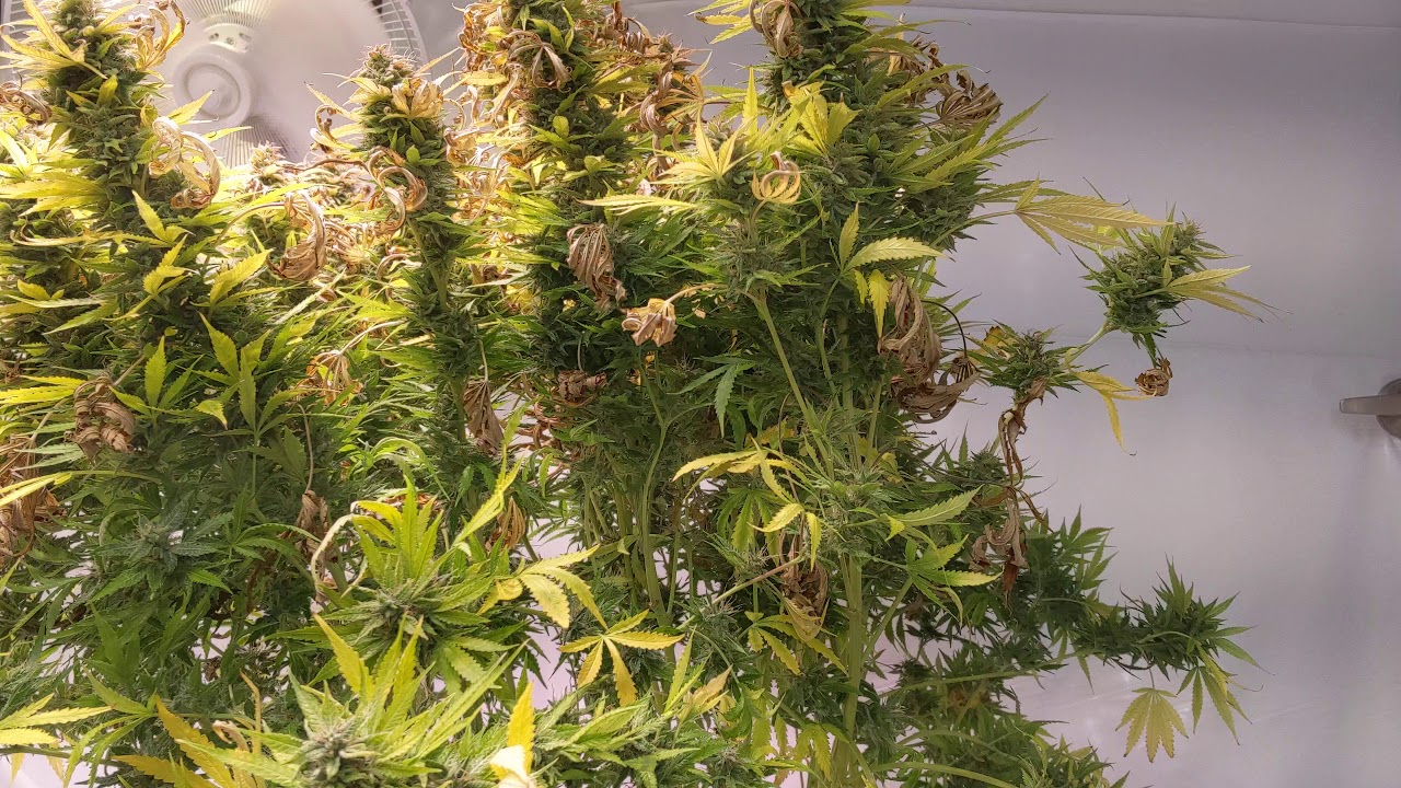 Mephisto Genetics Chemdogging - Day 80 - Harvest