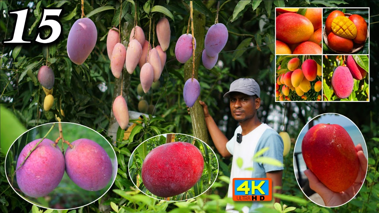 15 varieties of foreign mangoes are Growing on One Amrapali mango tree at the Mango Farm Nursery.