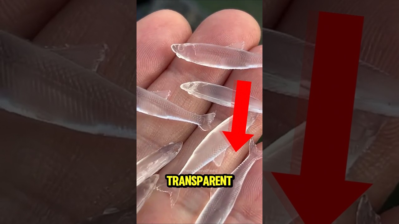 Пять прозрачных животных, в существование которых вы не поверите! 😱