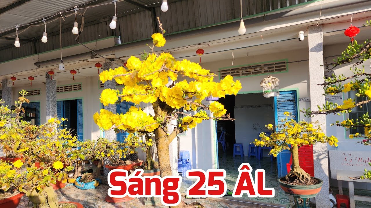 Sáng 25 ÂL - Các Giống Mai Nở Hoa