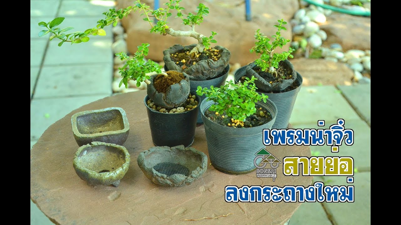 Gu Bonsai Workshop : เพรมน่าจิ๋ว ย่อลง กระถางใหม่