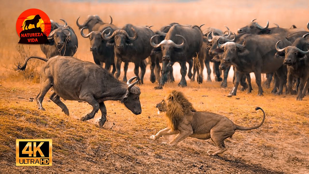 León vs Búfalo – Supervivencia Extrema en la Naturaleza Africana #animalessalvajes | NATUREZA VIDA