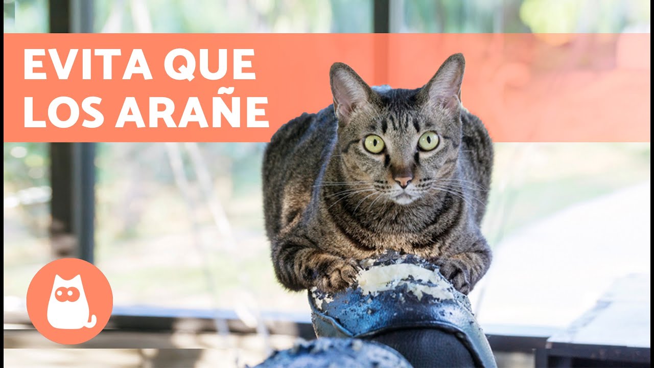 Cómo EVITAR que mi GATO ARAÑE los MUEBLES 🐱🛋️  (Causas y Soluciones)
