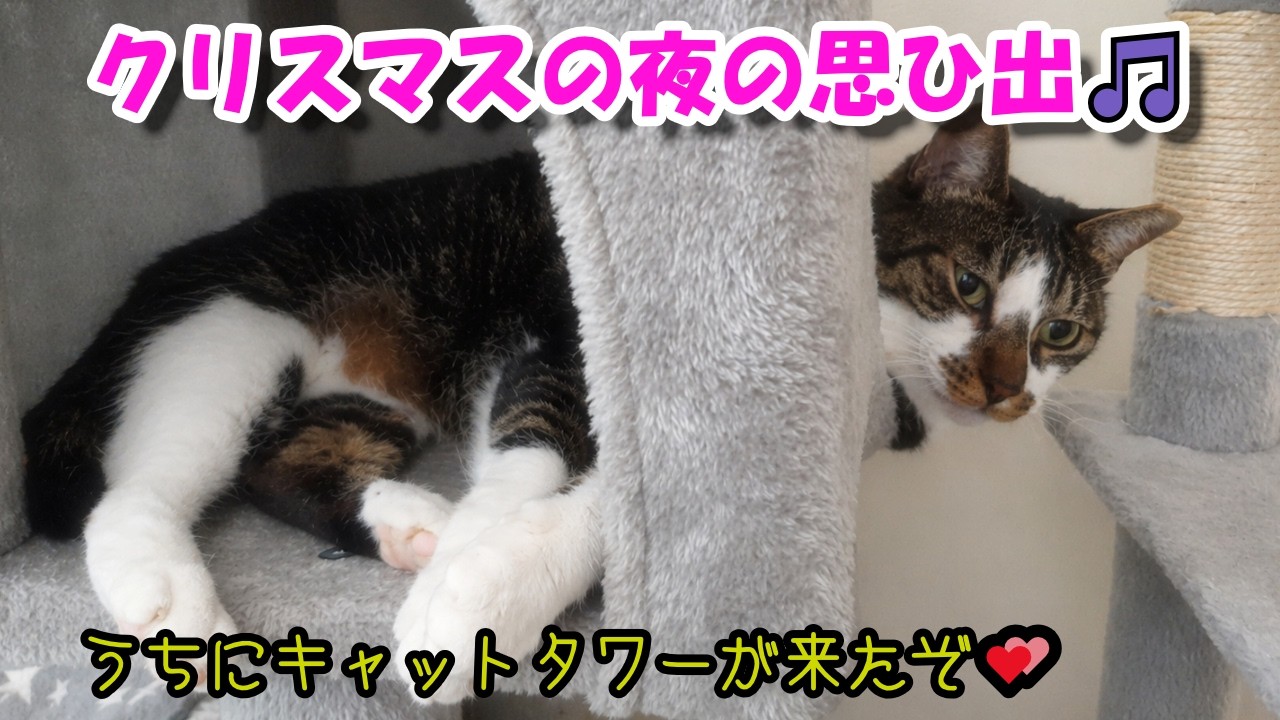 保護猫おはぎちゃんクリスマスの夜の思ひ出🎵 #ねこ #ネコ #cat #ぬこ #ペットロス克服中 #猫 #ほのぼの #暇な時に見る動画