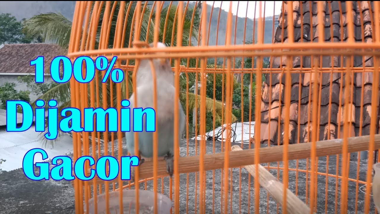 Masteran Lovebird Balibu Paling Direkomendasikan Untuk Lovebird Paud Anda Dari Lovebird Sadewo