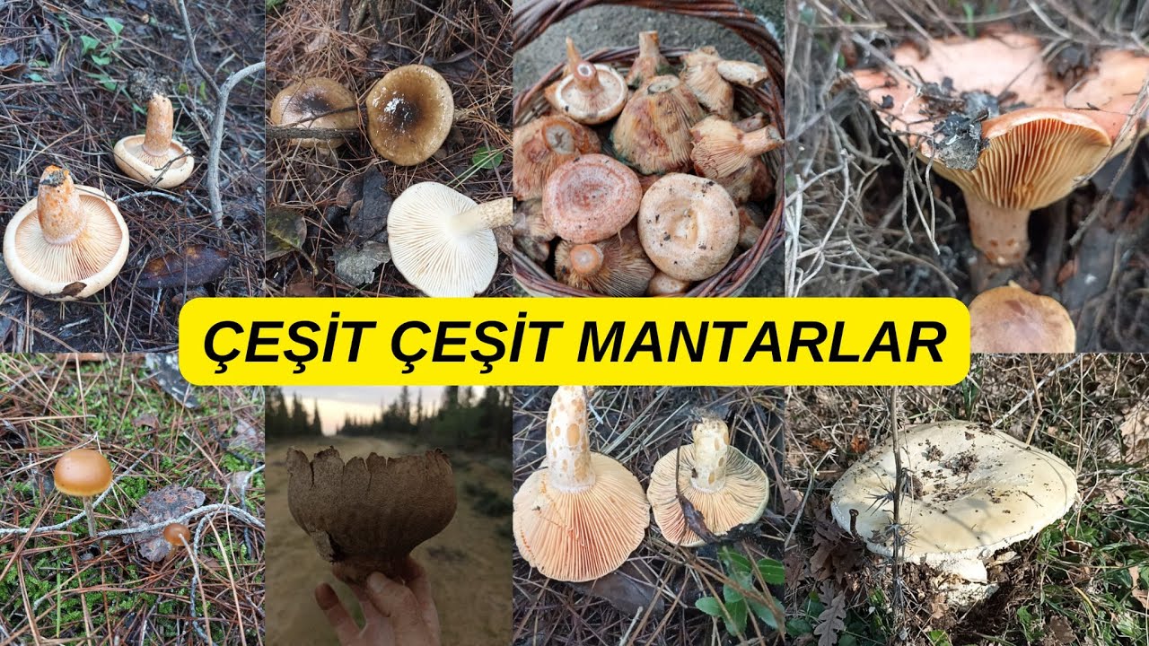 DOĞAL MANTAR &Ccedil;EŞİTLERİ, Doğal mantarlar, Mantar isimleri, Kanlıca mantarı, Melki, Ko&ccedil;ak mantarı