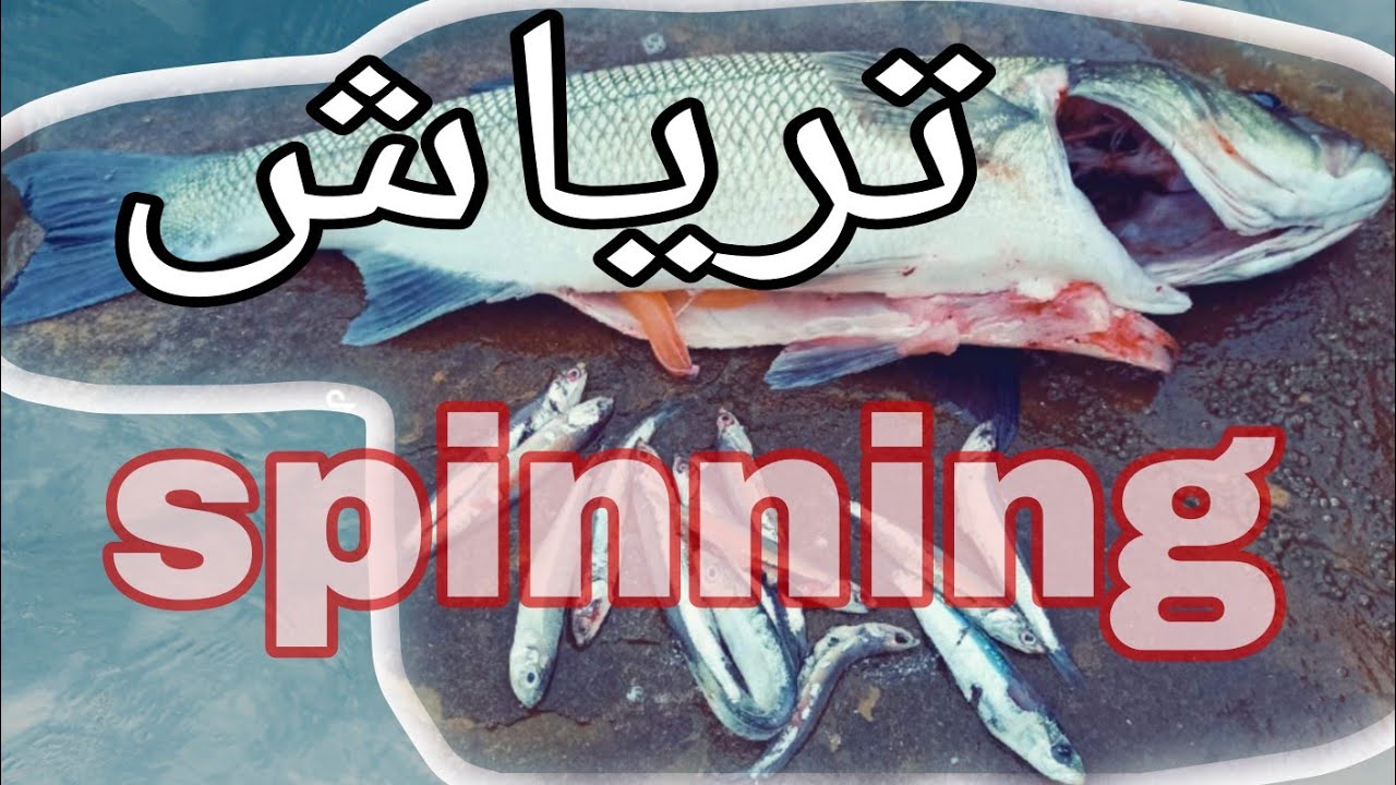 حصيلة ممتازة بكل المقاييس لم اتوقف من سحب الاسماك بطريقة ممتازة spinning Agadir