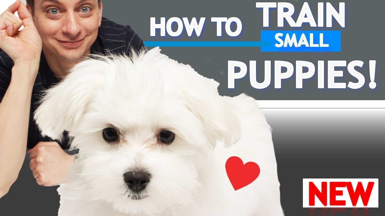 How To Train Small Puppies!