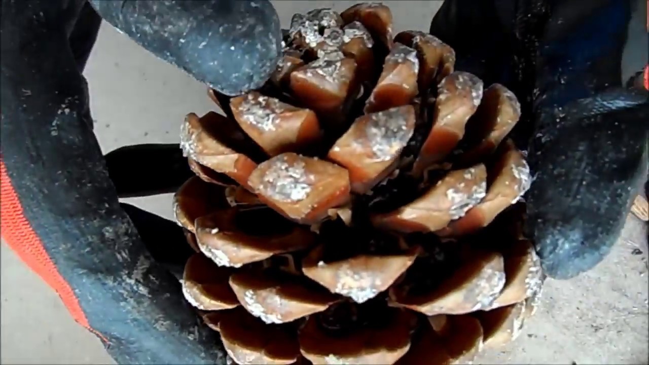 Kozalaktan Çam Fıstığı Çıkarmak-To obtain pine nuts-Pinon