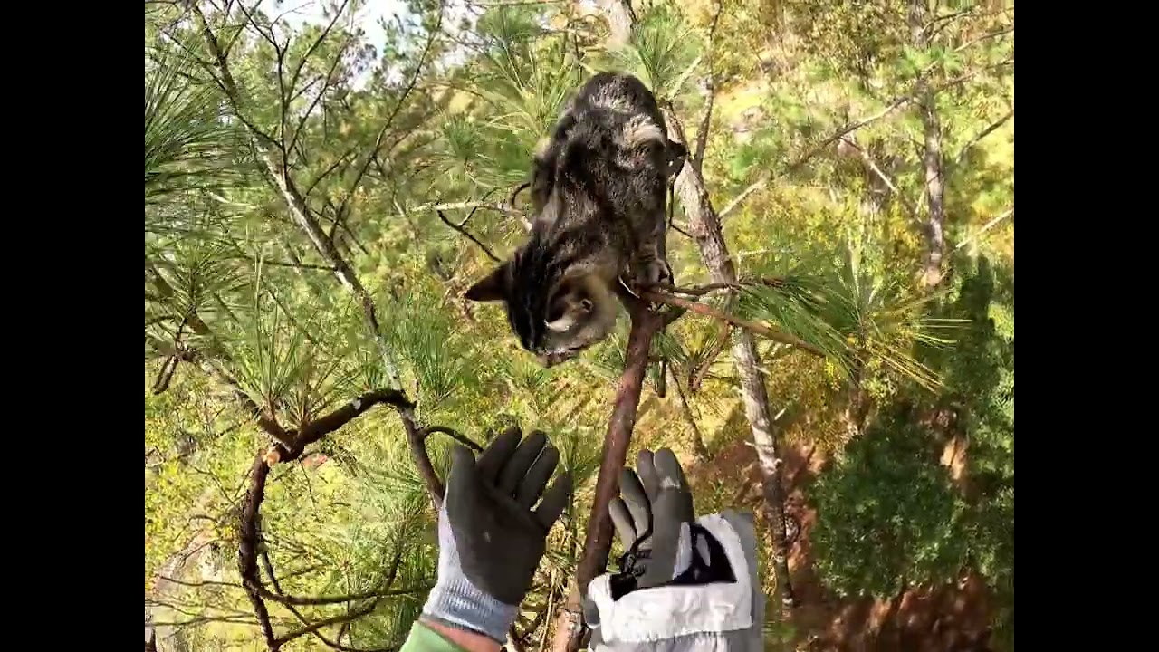 Takazo's Rescue