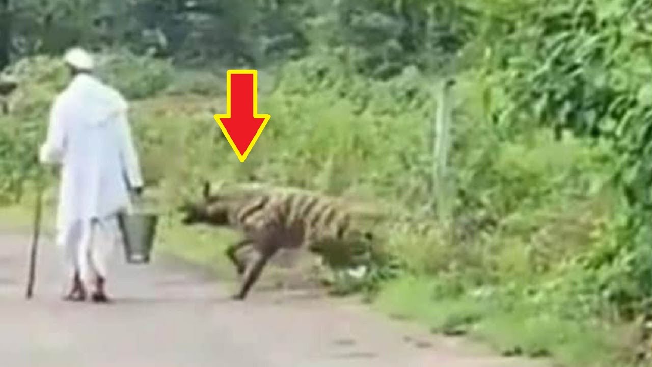 Detik Detik Pria di serang Heyna di Jalan Raya