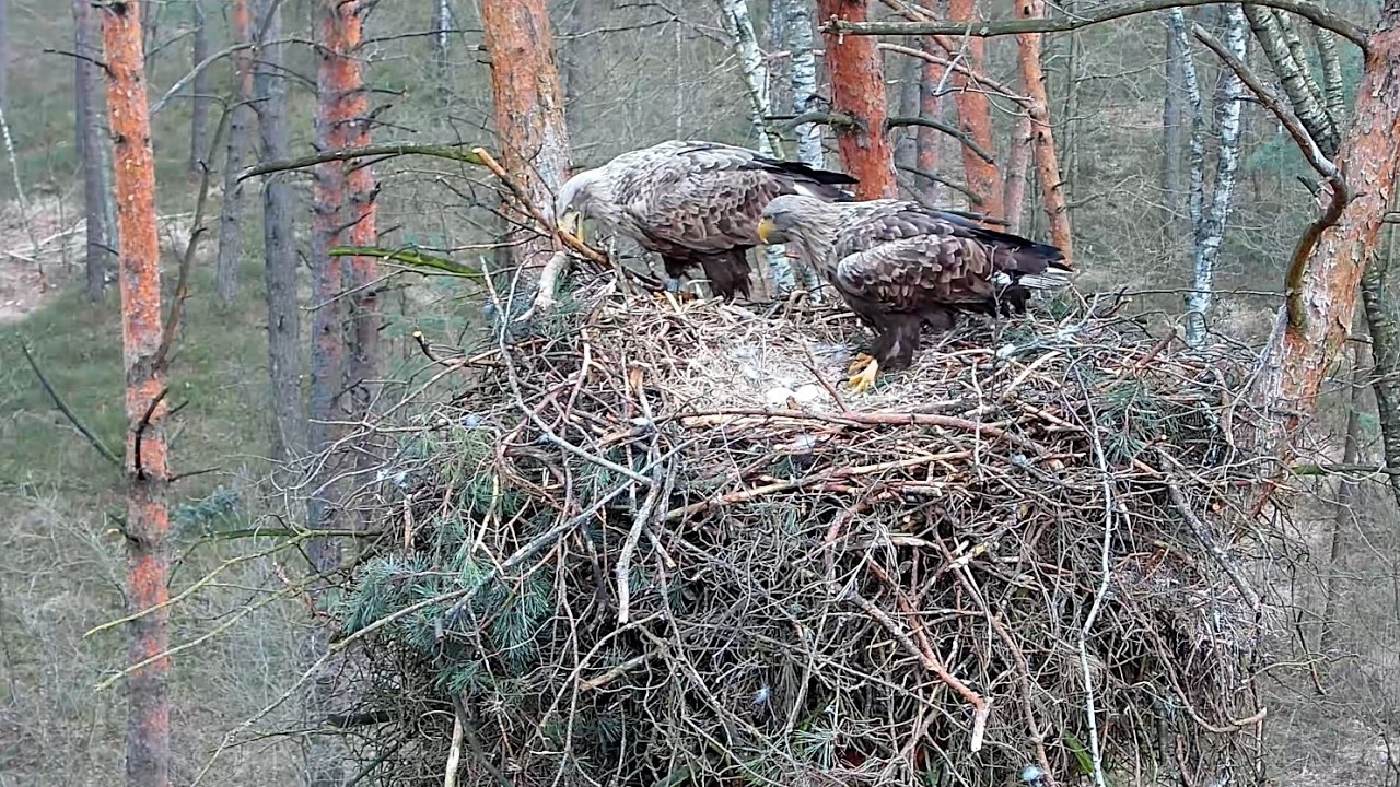 Bielik Online Piotrk&oacute;w \ White-tailed Eagle Online Piotrk&oacute;w
