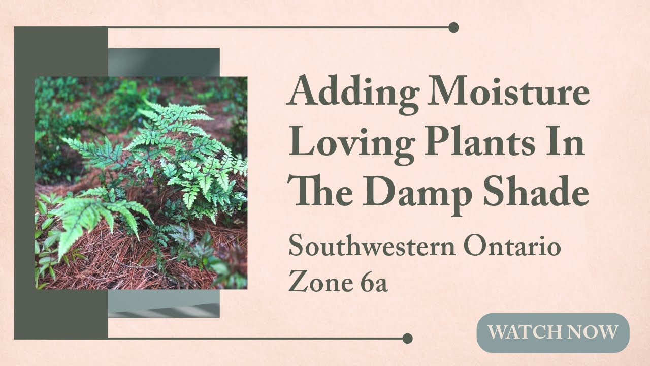 Adding Moisture Loving Plants In The Damp Shade Garden | Southwestern Ontario Zone 6a