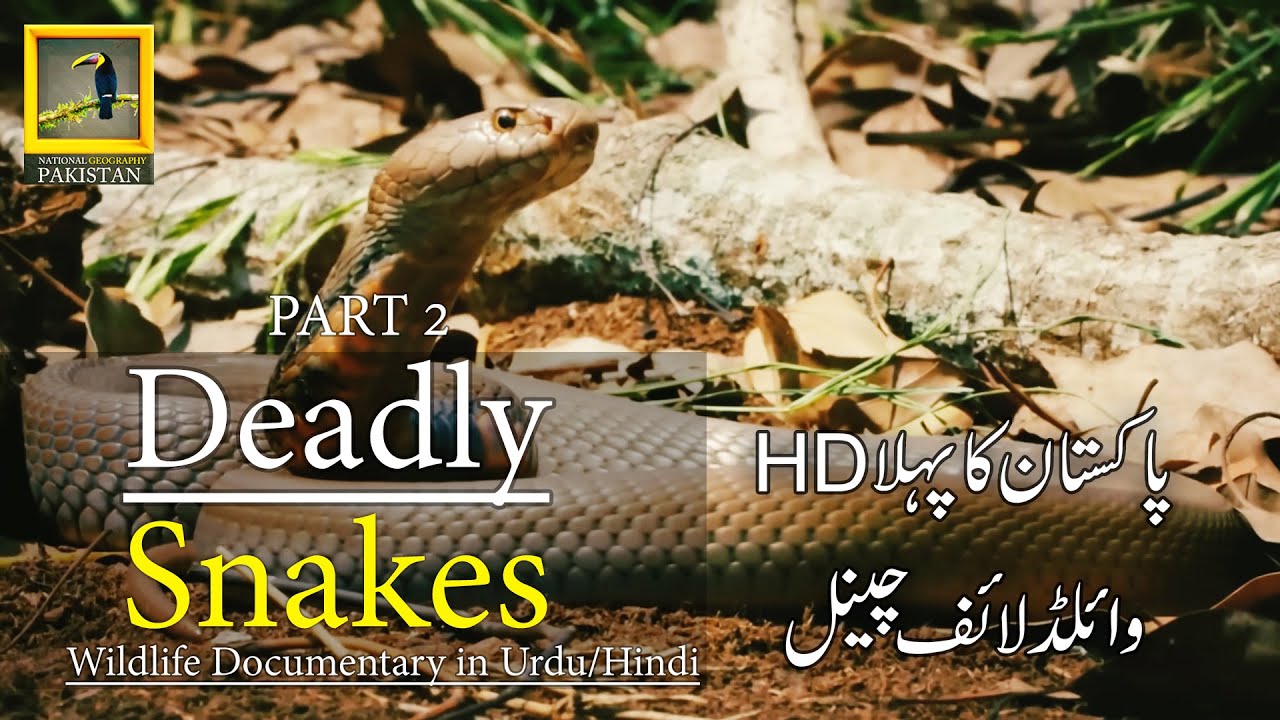 Deadly Snakes Africa Wildlife Documentary In Urdu & Hindi Part 2 #discoverpakistan #deadlysnake