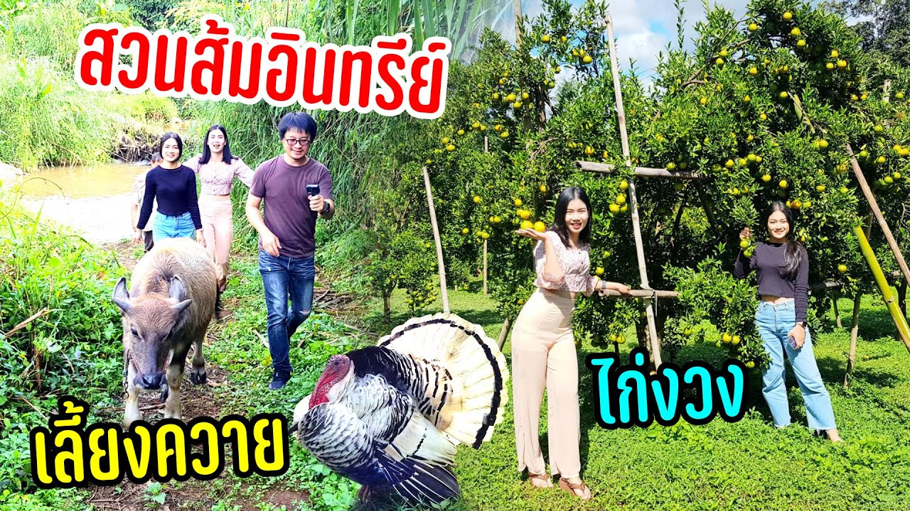 สวนส้มชีวภาพเกษตรกรต้นแบบเลี้ยงไก่งวงเป็ดควายได้บรรยากาศชวนให้กางเต็นท์นอน #ติดป่าเขากับสาวขาลุย 58