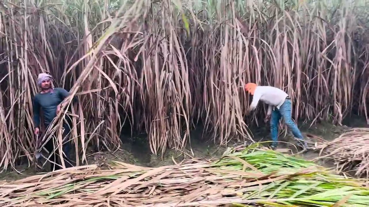 Cos 18231 sugarcane variety | Seed supply to sugar mills begins today