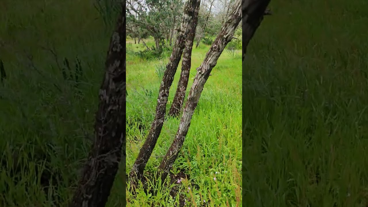 من الشيظمة كيجتكو م الطبيعة