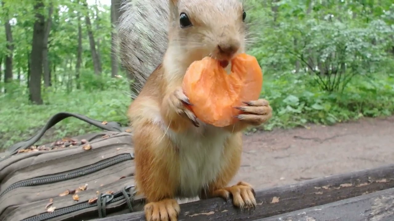 Разные белки. Подборка / Different squirrels. Compilation