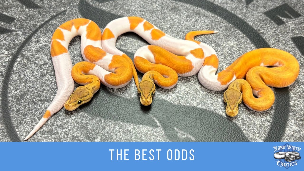 The best odds of the year!!!!