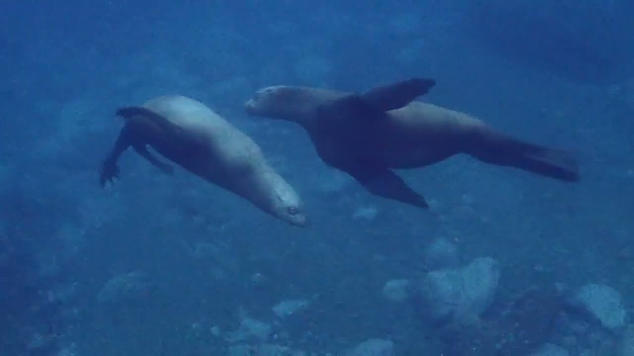 #北海道ダイビング #積丹ダイビング #トドダイビング #wildlife  #sealions @scubadivingck  北海道積丹美国ドド ウォッチングダイビング　2026/2/15-3