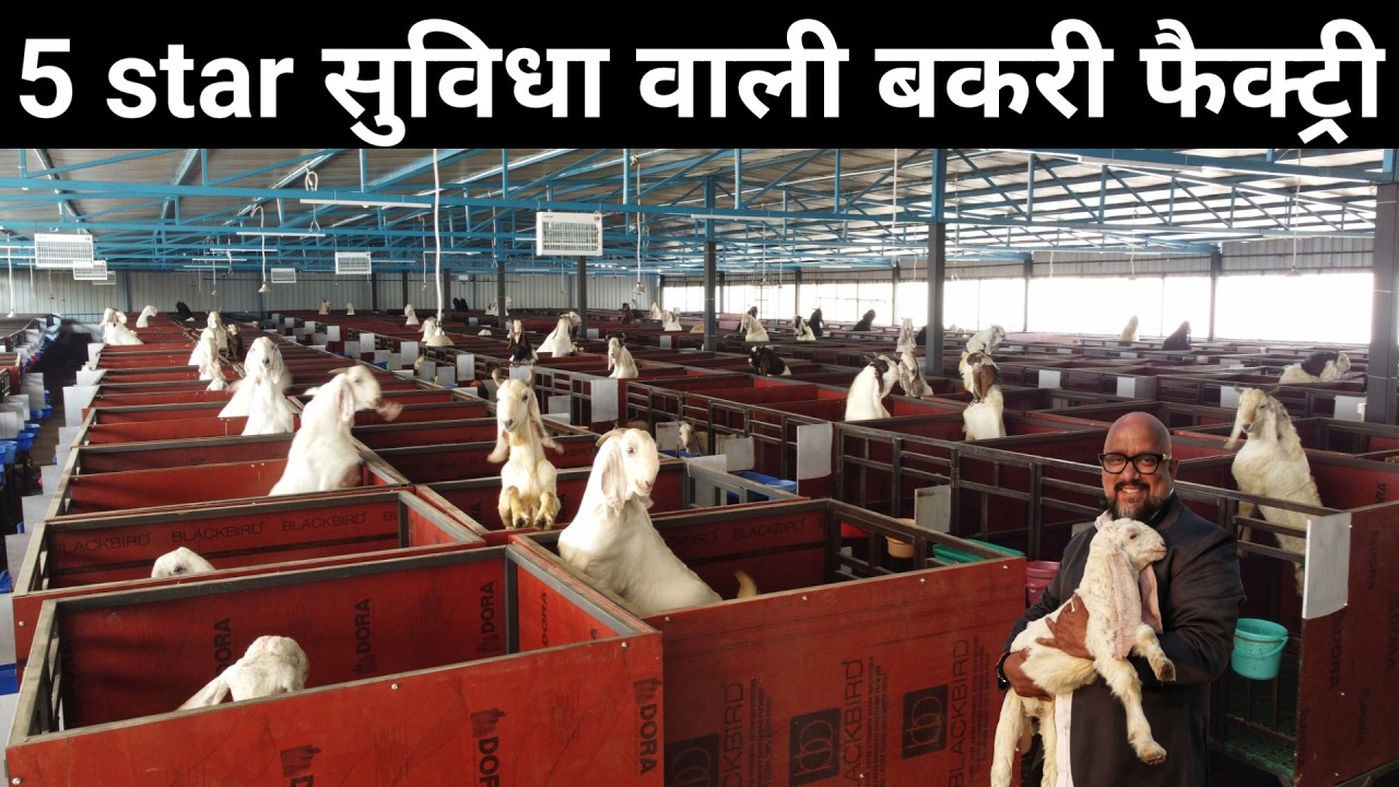 करोड़ों की लागत में बना भारत का सबसे Hitech Goat Farm | Goat Farming | Goat Farm Tour