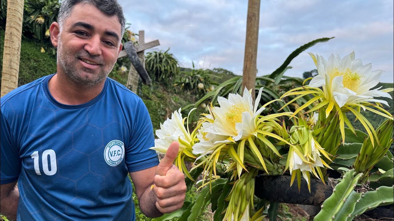 Pitaya Jindu n1 uma das mais produtivas!