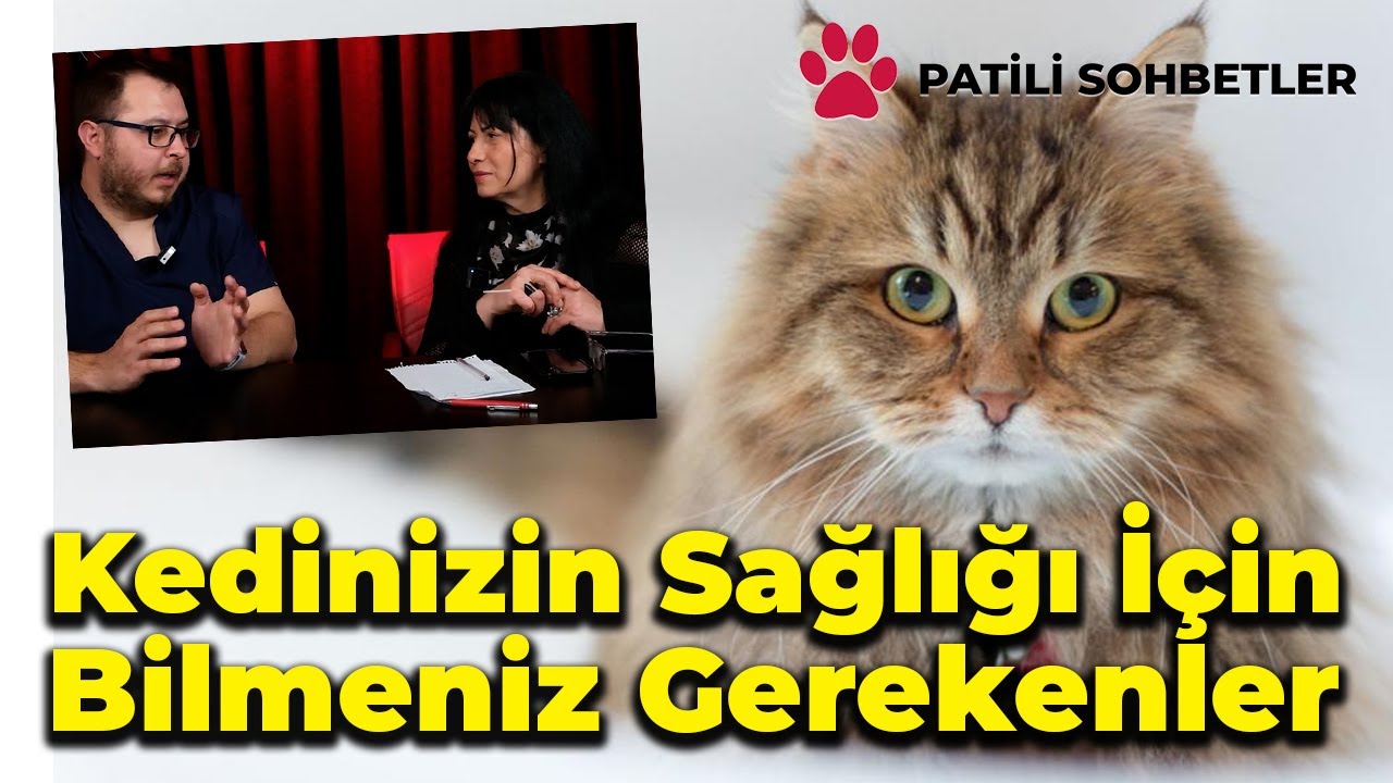 Kedilerde Tüy Dökülmesi ve Enfeksiyonlar | Patili Sohbetler