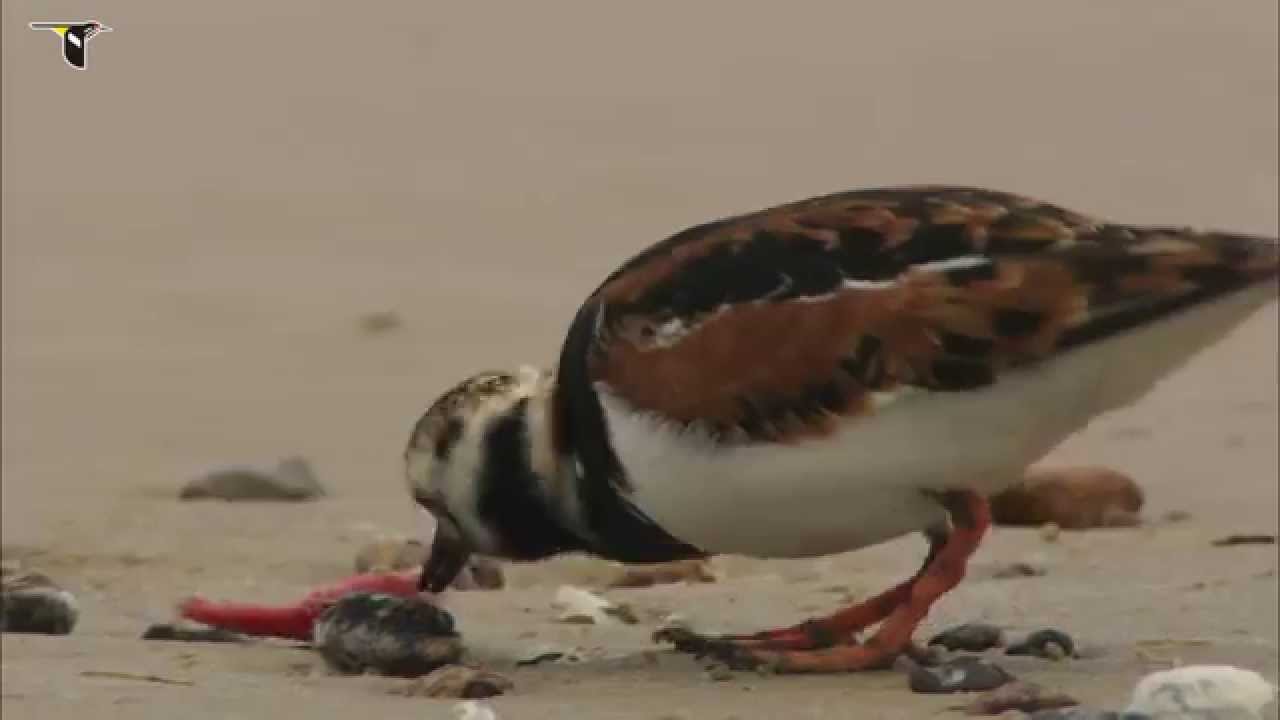 Ruddy Turnstone foraging on beach