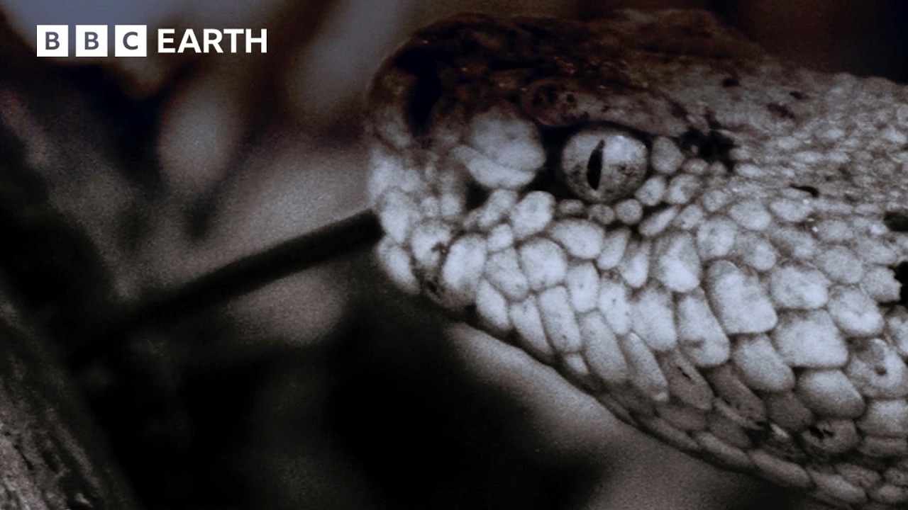 Incredible Snake Ambush: Hunting in the Dark Using Heat Vision | Life in Cold Blood | BBC Earth